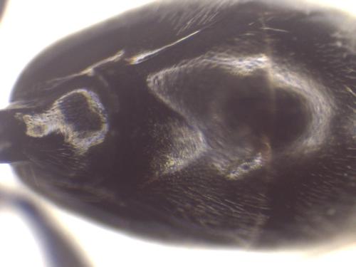 Psenulus fuscipennis